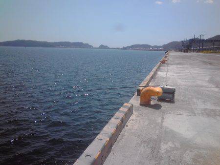 新宮港で小アジ